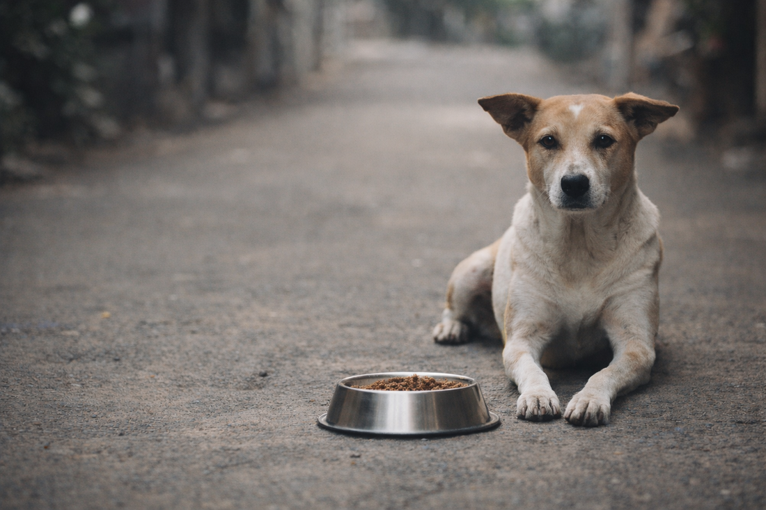 Why FurJeevan Is Building More Than a Dog Clothing Brand