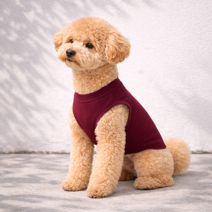 Small dog wearing a burgundy dog t-shirt on a neutral background