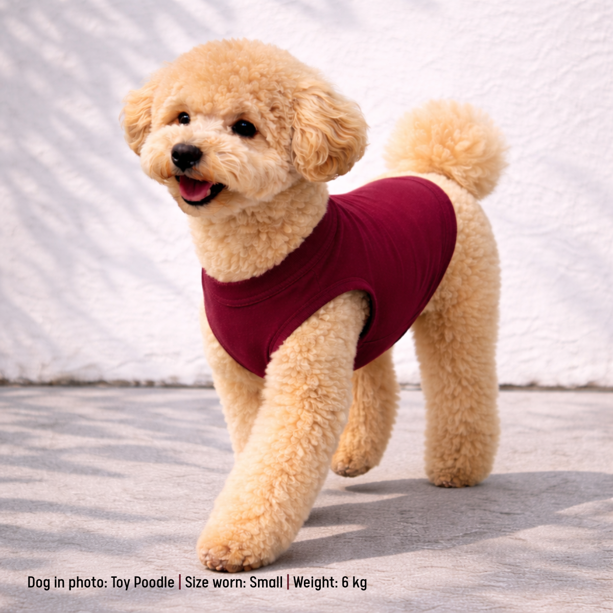 Small dog wearing a burgundy t-shirt on a light background