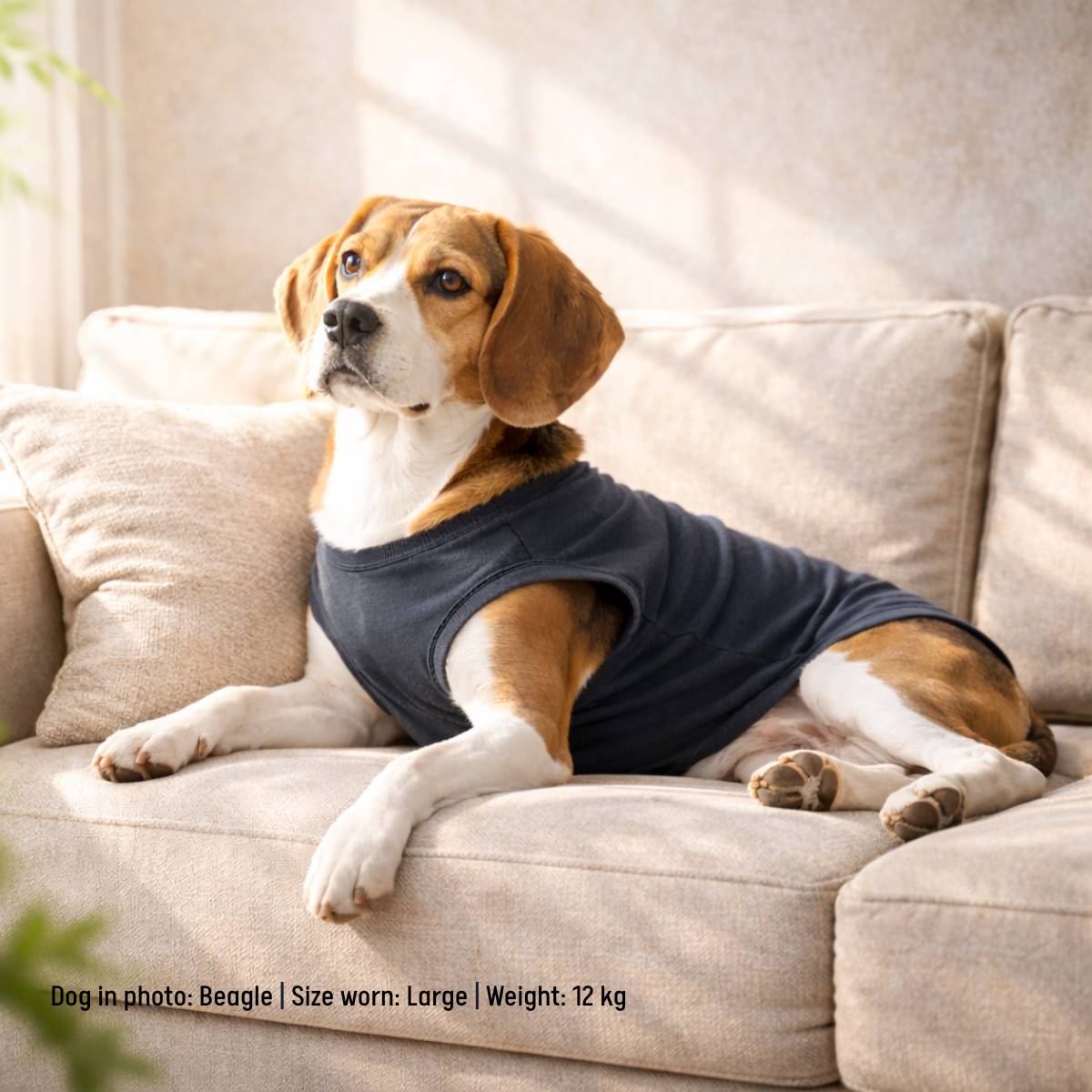 Dog wearing a charcoal grey t-shirt sitting on a beige couch