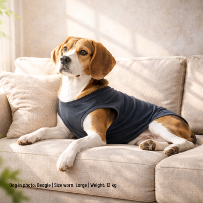 Dog wearing a charcoal grey t-shirt sitting on a beige couch