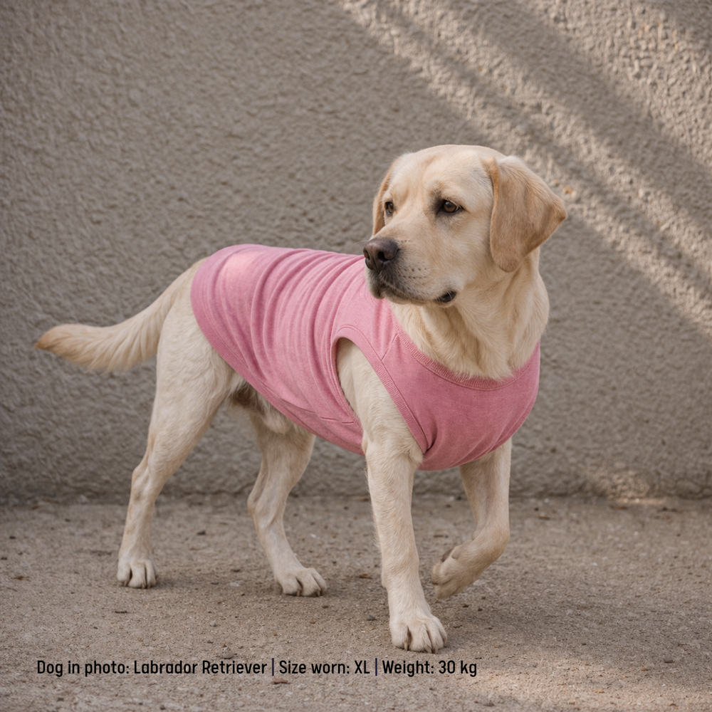 Dog wearing a dusty pink t-shirt standing on a textured surface