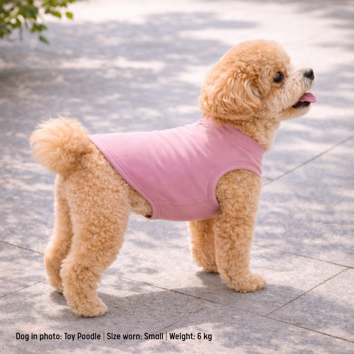 Small dog wearing a pink shirt standing on a paved surface.