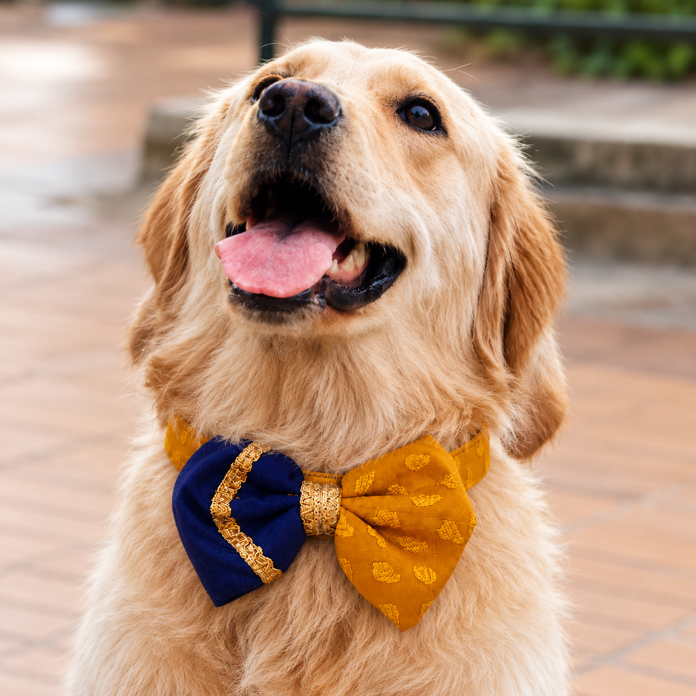 Kesari Detachable Ethnic Dog Bow with Collar