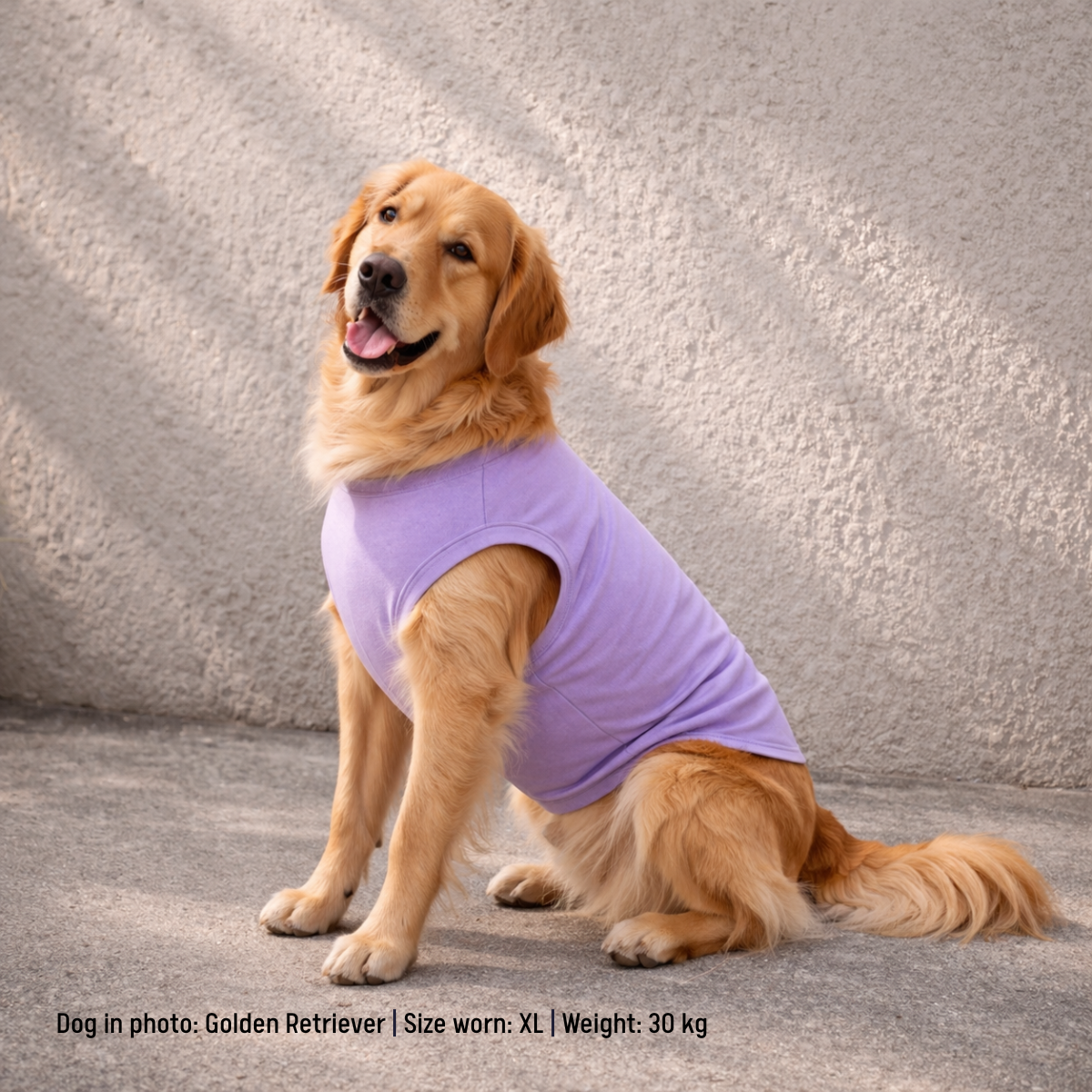 Golden Retriever wearing a lavender dog t-shirt against a gray background