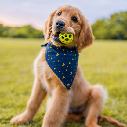 A golden retriever puppy sitting on a grassy field, wearing a navy blue dog bandana with gold stars and holding a green toy in its mouth.