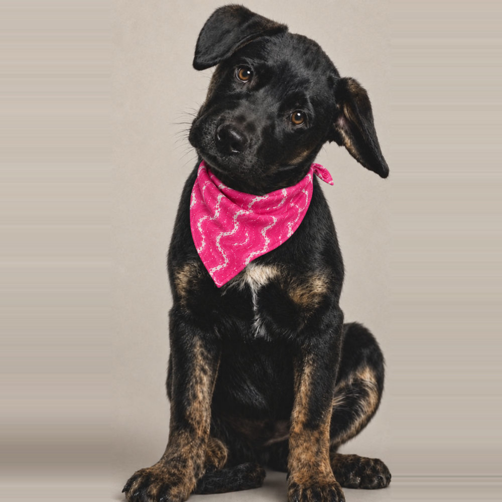 Black puppy wearing the FurJeevan Pink Swirl Dog Bandana.