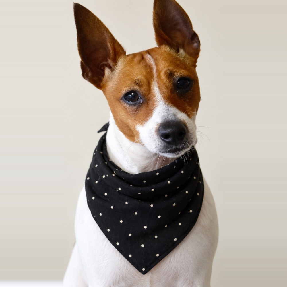 Brown and white dog wearing the FurJeevan Black Polka Dog Bandana.
