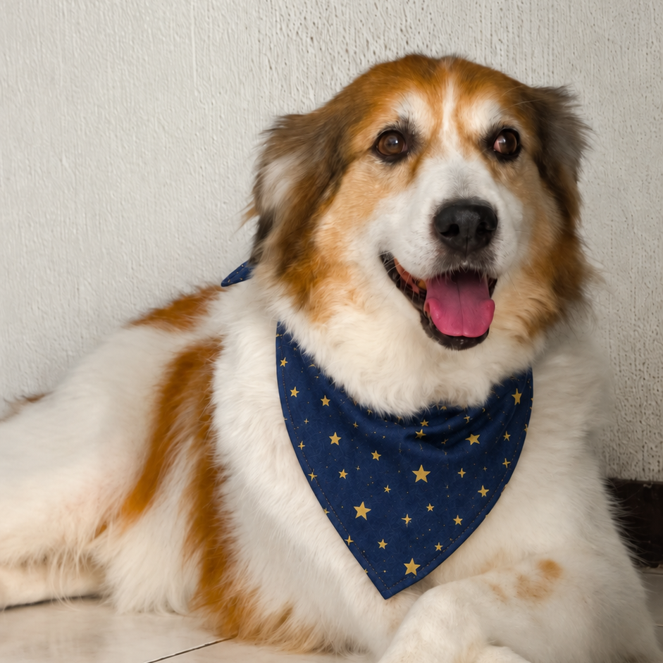Brown and white dog wearing the FurJeevan Navy Stars Dog Bandana.