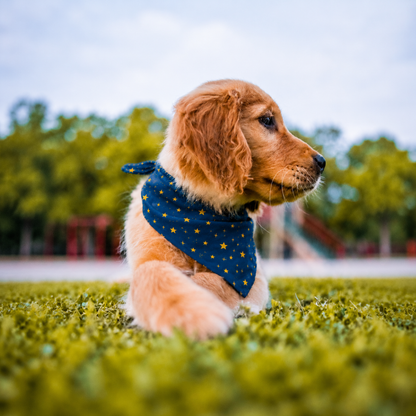 A golden retriever puppy wearing a navy blue bandana with gold stars, sitting on green grass in an outdoor park setting.